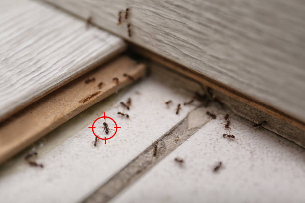 Best Ant Control Services  in Spanish Lake, MO