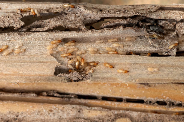 Best Bed Bug Extermination  in Spanish Lake, MO